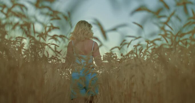 Young woman in denim shorts walks through wheat, the ears of wheat are waving behind her back. Romantic walk in a golden field, a woman can be seen through the years. Camera view from below. 4k