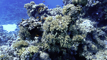 Naklejka na ściany i meble Beautiful and colorful coral reef in the sea
