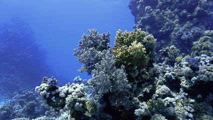 Fototapeta na wymiar Beautiful and colorful coral reef in the sea