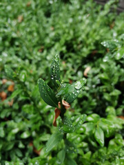 Water drops on boxwood.