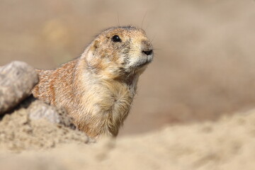 Prairie dog in the zoo