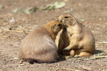 Prairie dog in the zoo