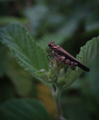 grasshopper on a leaf