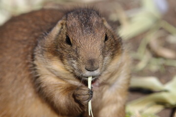 Prairie dog eating