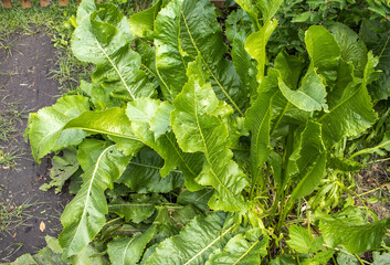 Top view of the horseradish bush close-up. Background of green horseradish leaves
