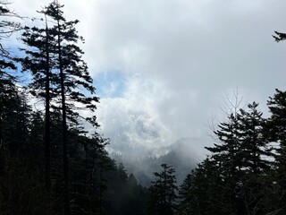 clouds in the forest