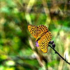 Obraz premium butterfly on flower