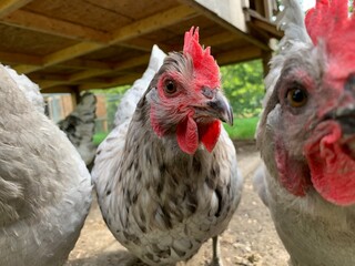 chicks