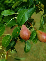 Pears on a branch.