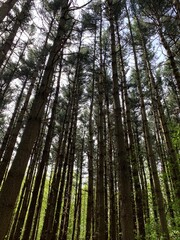 Obraz premium trees in the woods