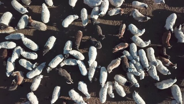 moutons blancs et noirs en Mongolie dans les montagnes en hiver