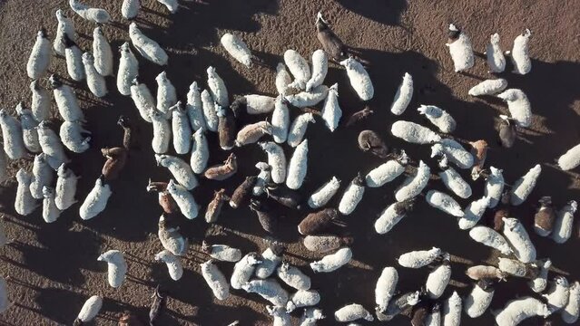 moutons blancs et noirs en Mongolie dans les montagnes en hiver
