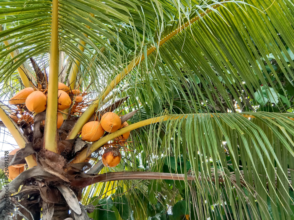 Wall mural Coconut trees. Coconut trees background. Tropical and summer background.