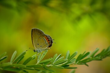 Closeup shot of a lycaenidae  butterfly on a green grass. short-tailed blue or tailed Cupid (Cupido argiades). Nature blurred green background. Slective focus
