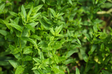 Fototapeta na wymiar Beautiful mint with lush green leaves growing outdoors