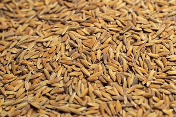 Ripe rice seed close up texture Background