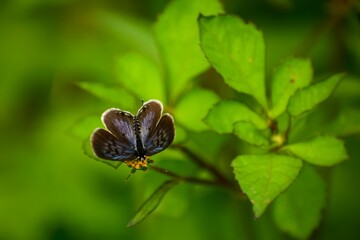 Lycaenidae butterfly spreading its wings on  flower with blurry green leaf background. Tarucus...
