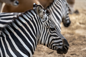 Fototapeta na wymiar Grant's Zebra (Equus quagga boehmi)