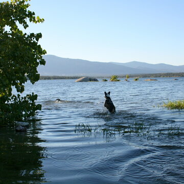 Loki On The Lake