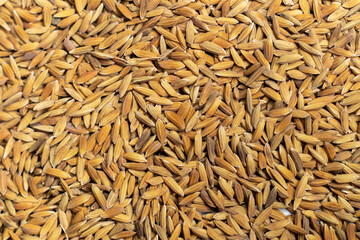 Ripe rice seed close up texture Background