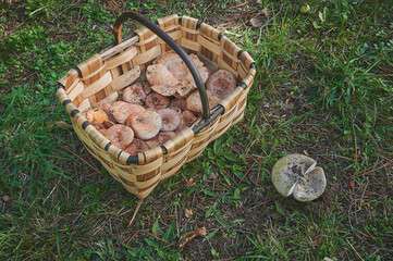 Differentiation between edible and highly toxic mushrooms that can cause death. Basket full of...