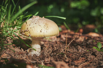 Specimen of the very toxic mushroom Amanita Phalloides, called Death Cap the most poisonous mushroom in the world, recognizable by its phallic shape.