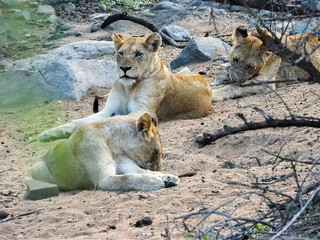 Pride of lionesses  resting on the savanna. South Africa.
