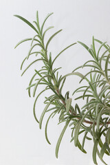 Fresh rosemary isolated on white background. Selective focus.