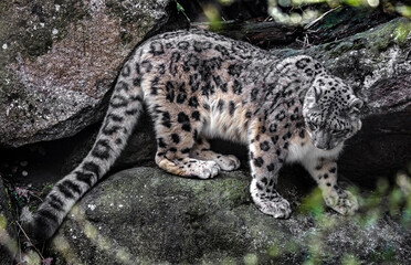 Snow leopard on the stone. Latin name - Uncia uncia	