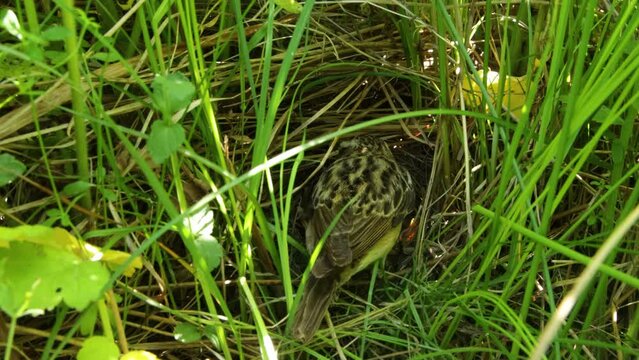 Whinchat landing in the middle of lush grass and feeding chicks in a well hidden nest on Estonian meadow