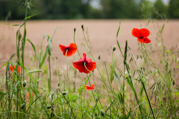 Red poppy flowers in a field. Natural botanical floral background