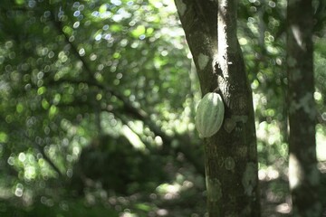 Green cocoa pod growing on the tree