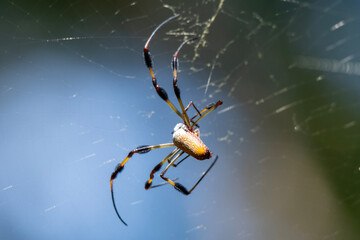 spider on the web