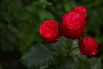 Red rose, macro photo, flower in a garden, roses for Valentine Day, closed bud red rose