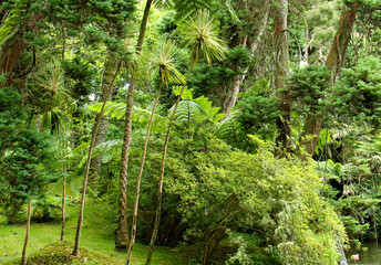 View of Terra Nostra Park,Azores Islands.