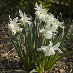 Narcisse botanique 'Thalia'