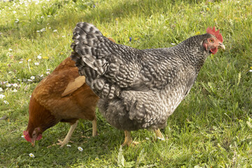 Poules pondeuses rousse et race Coucou