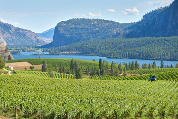 Straddle Tractor working in a Vineyard. A high clearance tractor working in a vineyard in the...