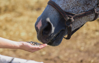 the muzzle of a gray horse reaches for a woman's hand with food