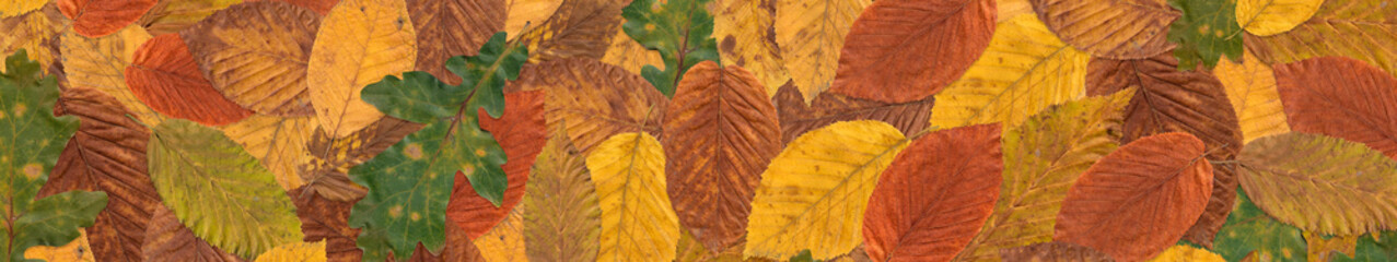 Horizontal narrow banner with autumn leaves of different colors. Fallen and withering autumn leaves. Background