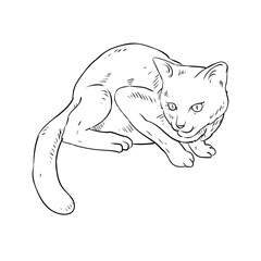 Cat sketch in a hand-drawn style