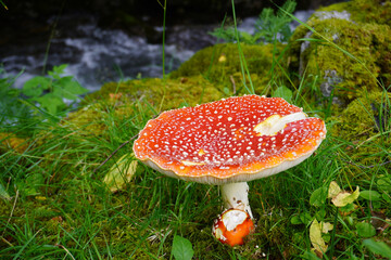 ein großer Fliegenpilz auf einer Wiese