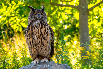 great horned owl