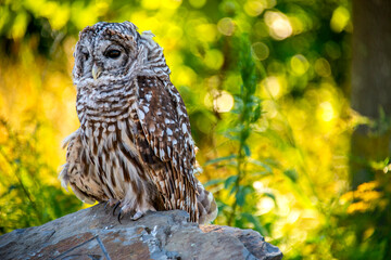 barred owl