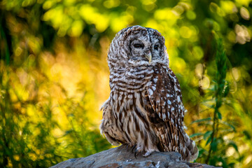 barred owl