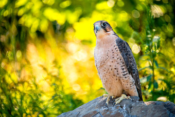 perigon falcon