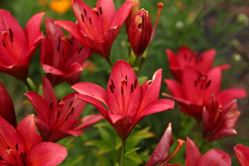 Lily flower on green leaves background. Lilium longiflorum flowers. Garden with lily flowers. Background texture plant fire lily with red buds, closeup in the sunny day.