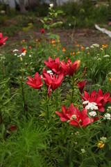 Lily flower on green leaves background. Lilium longiflorum flowers field. Garden with lily flowers. Background texture plant fire lily with red buds, closeup in the sunny day. Zoom out view.