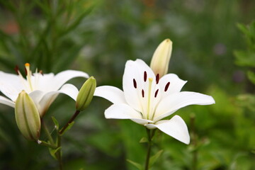White Lily flower on green leaves background. Lilium longiflorum flowers field. Garden with lily flowers. Background texture plant fire lily with red buds, closeup in the sunny day. Zoom out view.