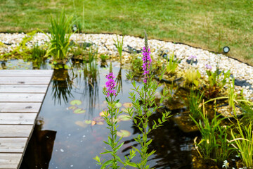 Gewöhnlicher Blutweiderich, Lythrum salicaria am Rande eines kleinen Teiches mit Steg